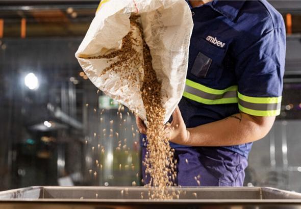 Foto de fécula de cerveja.